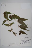 藏品(台灣土黨參)的圖片