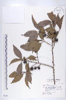 藏品(山紅柿)的圖片