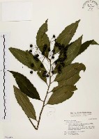 藏品(黑星紫金牛)的圖片