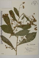 藏品(薄葉艾納香)的圖片