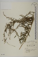 藏品(中南蒿)的圖片