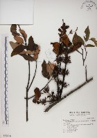 藏品(高氏桑寄生)的圖片