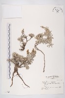 藏品(蘄艾、芙蓉菊)的圖片