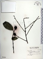 藏品(黃心柿)的圖片