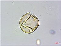 藏品(刺莓)的圖片