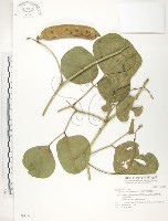 藏品(肥豬豆)的圖片