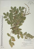 藏品(毛苦參)的圖片