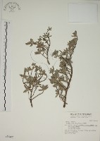 藏品(水芫花)的圖片