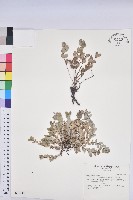 藏品(心葉大戟)的圖片