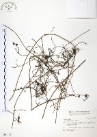 藏品(無根草)的圖片