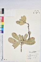 藏品(蘭嶼土沉香)的圖片