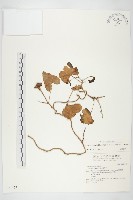 藏品(海牽牛)的圖片