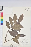 藏品(披針葉饅頭果)的圖片