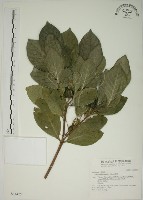 藏品(山黃梔)的圖片