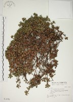 藏品(越橘葉蔓榕)的圖片