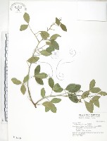 藏品(飛龍掌血)的圖片