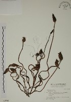 藏品(野菰)的圖片