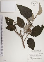 藏品(落尾麻)的圖片