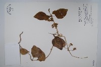 藏品(蘭嶼牛皮消、蘭嶼白薇)的圖片