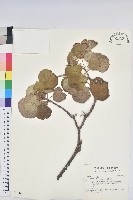 藏品(圓葉血桐)的圖片