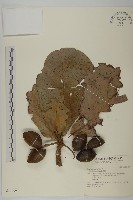 藏品(欖仁)的圖片