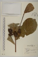 藏品(欖仁)的圖片