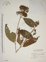 藏品(朝鮮紫珠、蘭嶼女兒茶)的圖片