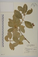 藏品(交趾衛矛)的圖片