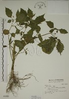 藏品(燈籠草)的圖片