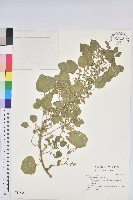 藏品(鐵莧菜)的圖片