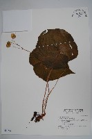 藏品(蘭嶼秋海棠)的圖片