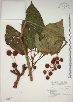 藏品(幹花榕)的圖片