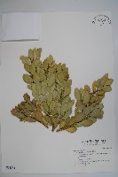 藏品(琉球黃楊)的圖片