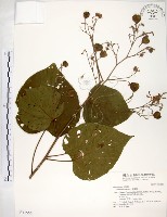 藏品(克蘭樹)的圖片