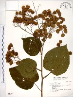 藏品(克蘭樹)的圖片