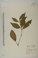 藏品(草珊瑚、紅果金粟蘭)的圖片