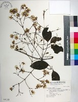 藏品(厚葉鐵線蓮)的圖片