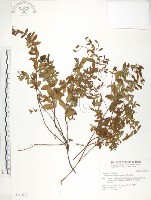 藏品(玉山金絲桃)的圖片