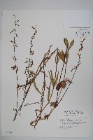 藏品(輪葉沙參)的圖片