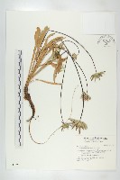 藏品(玉山山蘿蔔)的圖片