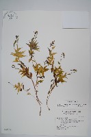 藏品(玉山沙參)的圖片