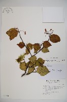 藏品(樺葉莢迷、玉山莢迷)的圖片