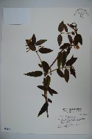 藏品(阿里山忍冬、漸尖葉忍冬)的圖片