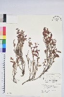 藏品(毛蕊花)的圖片