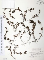 藏品(玉山水苦賈)的圖片