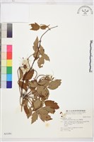 藏品(繡球藤)的圖片