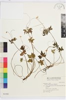 藏品(匍枝銀蓮花)的圖片