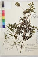 藏品(玉山唐松草)的圖片