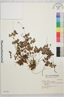 藏品(南湖唐松草)的圖片