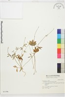 藏品(高山毛茛、檜林毛茛)的圖片